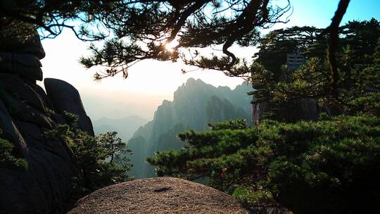 夕阳下的黄山松树