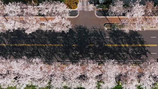 航拍南京江北新区春天樱花大道