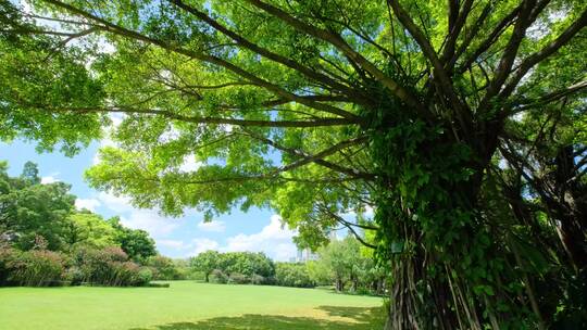 夏天蓝天白云阳光草坪草地绿地树林森林公园