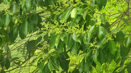 繁茂绿叶中带有黄色花蕾的树枝