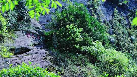 武夷山大红袍景区