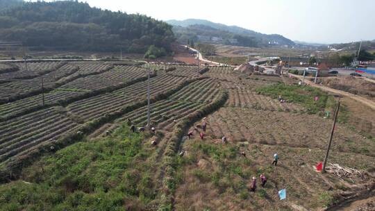 （多镜头）山区农业新农村建设