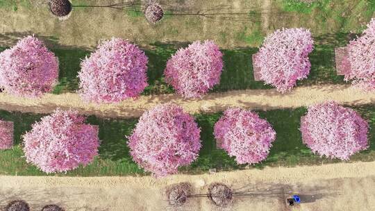 上海 春天 樱花 樱花雪 辰山植物园樱花视频素材模板下载