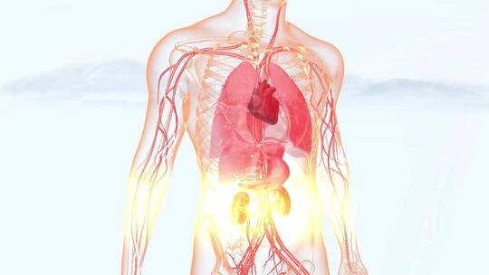 人体机理动画视频素材模板下载
