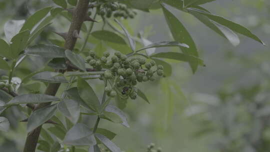 云南害虫青花椒4k视频