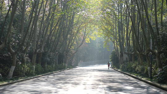 南京枫叶枫树大道马路道路