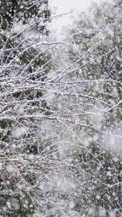 雪，冬天，树木，寒冷