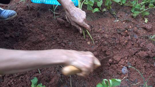 乡下地里挖土豆