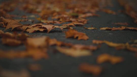 秋雨后的落叶