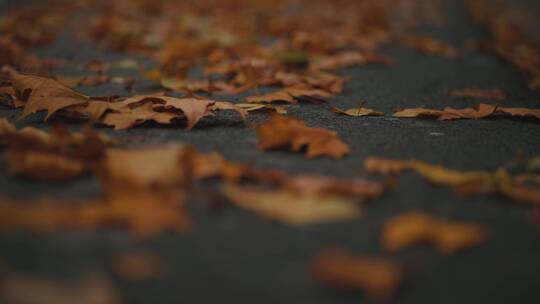 秋雨后的落叶视频素材模板下载