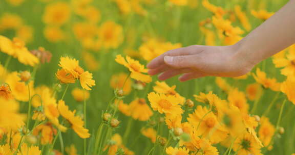 夏日阳光穿透花草手拂花朵