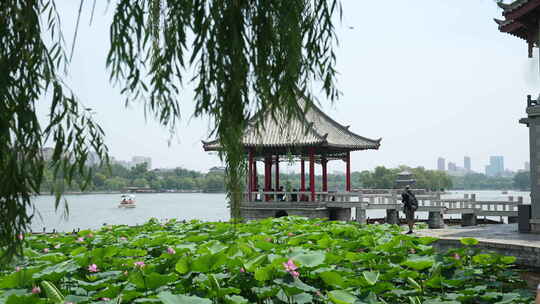 济南大明湖风景名胜区夏季风光