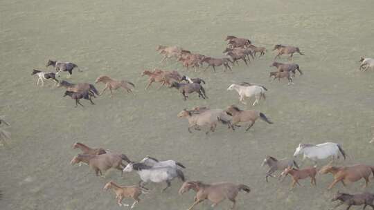 航拍内蒙古赤峰克旗大草原上秋季奔跑的马群