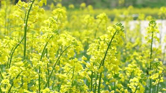 江南春天油菜花升格唯美视频