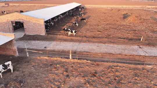 牛场 牛 养殖