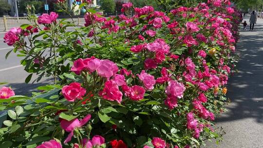 济南花园东路路边蔷薇花、月季花正盛开