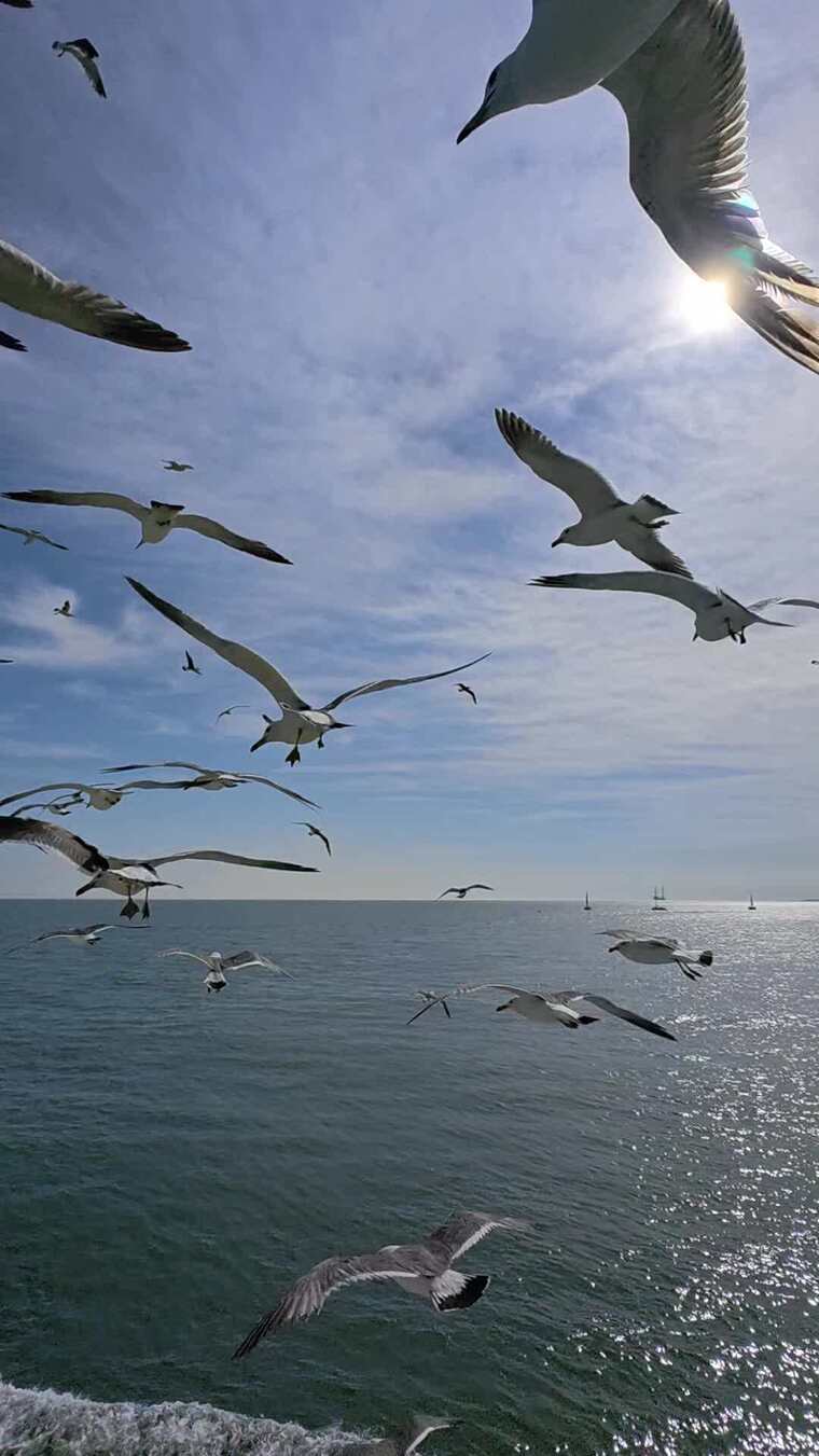 海面上海鸥飞翔景象
