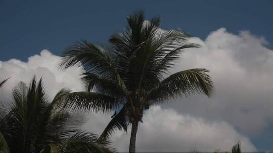 棕榈树吹着风暴滚滚而来