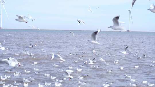 海鸥 海边 海平线 群鸟 大海