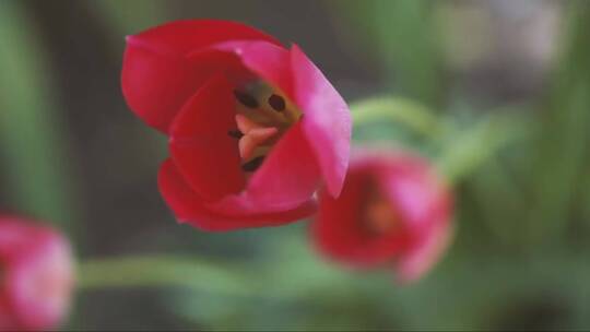 随风摇曳的红色花朵 (3)