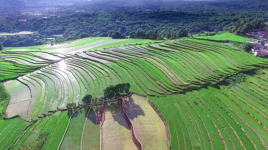 夏天绿色的水稻梯田