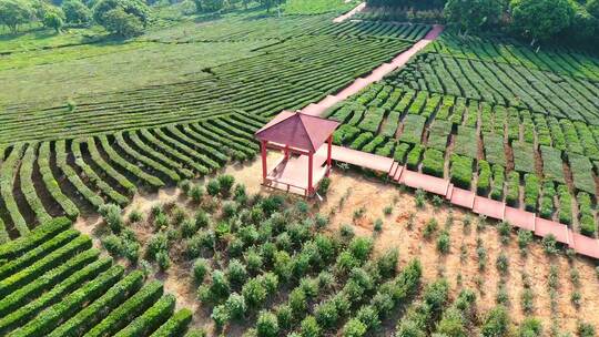 航拍清晨阳光照射下惠州博罗柏塘茶叶种植园