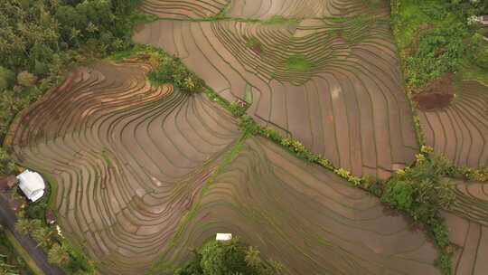 稻田，农场，梯田，棕榈树