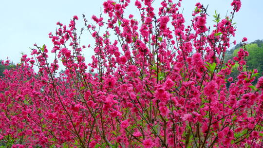 桃花林 树林 春暖花开 桃花坞 桃花园