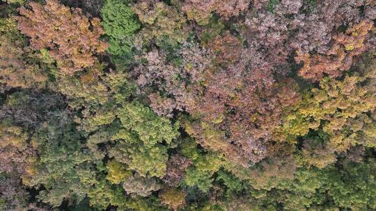 四川德阳罗江区附近山林秋色