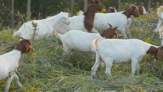 秋天傍晚草丛中成群结队山羊