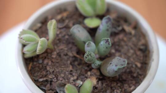 实拍盆栽多肉植物