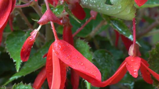 雨后鞭炮海棠花