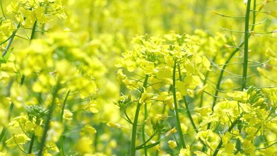 江南春天油菜花升格空镜合集