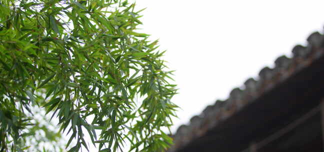 竹叶 细雨 屋檐 2