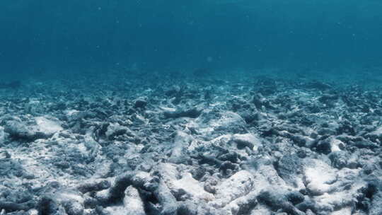 热带海的死珊瑚礁视频素材模板下载