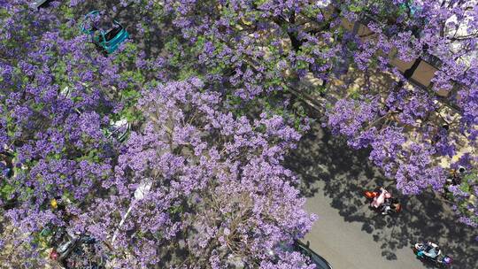 【精品】蓝花楹昆明城市街景视频素材模板下载