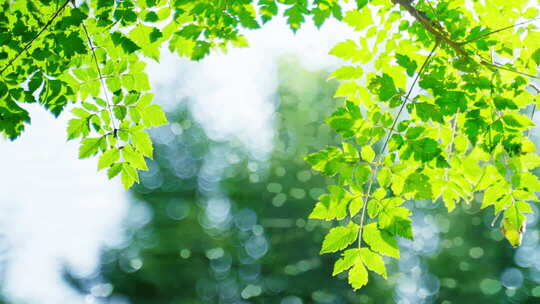 夏天阳光树叶立夏夏至小暑大暑夏日小清新