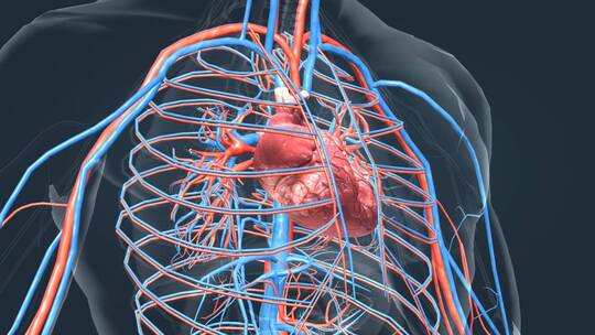 心脏动画人体器官心血管系统医学动画