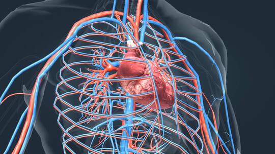 心脏动画人体器官心血管系统医学动画视频素材模板下载