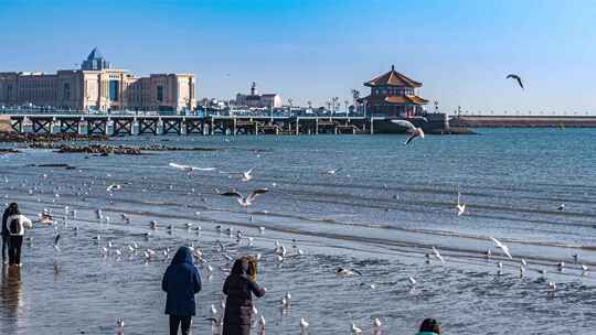 青岛栈桥海鸥