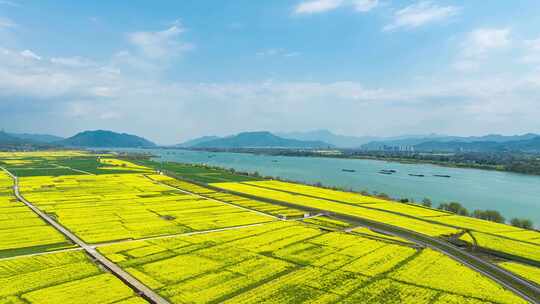 春季江畔油菜花大景航拍延时4K