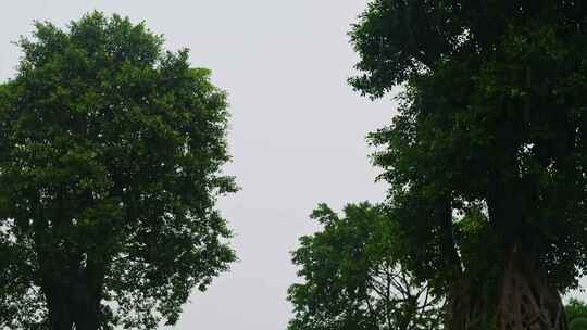 公园树木下雨雨水雨季雨景视频素材模板下载