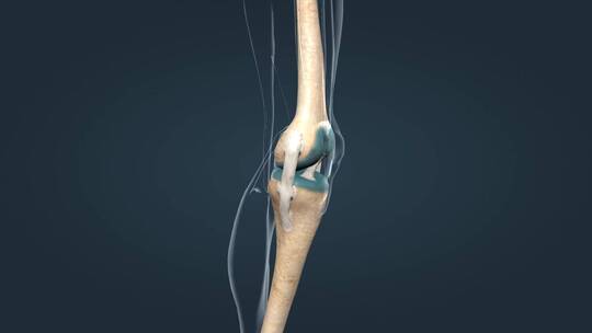 骨骼系统膝关节股骨胫骨腓骨韧带软骨膝盖骨视频素材模板下载