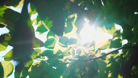 阳光树叶温暖治愈