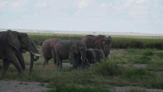 一群巨象沉浸在野外的非洲大草原上行走。概