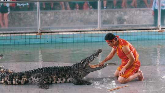 泰国芭堤雅鳄鱼农场一名男子把手放在鳄鱼嘴