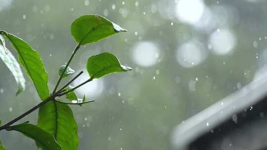 空镜下雨天雨水雨丝雨滴树叶