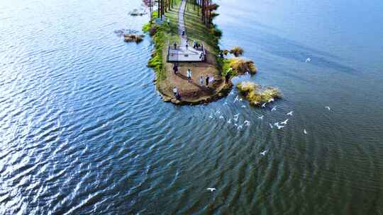 滇池干沟尾湿地海鸥飞翔