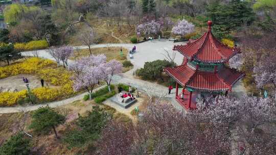 龙泽花园的春天