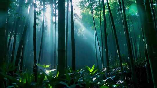 竹林幽静竹林深处的光影幽静竹林溪流